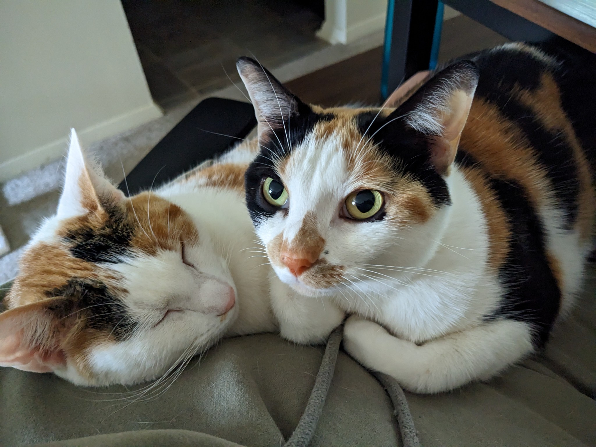 cats