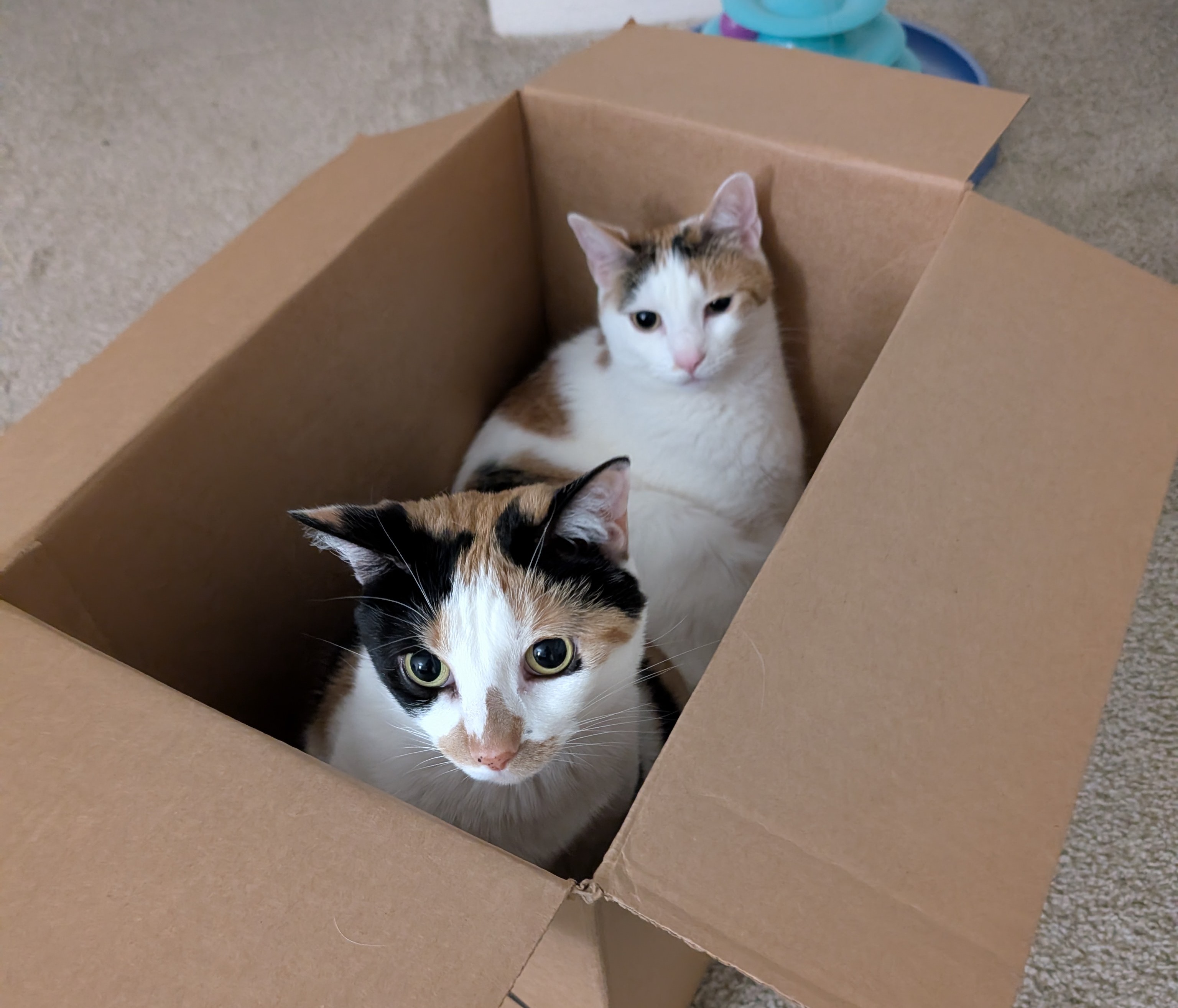 cats in box