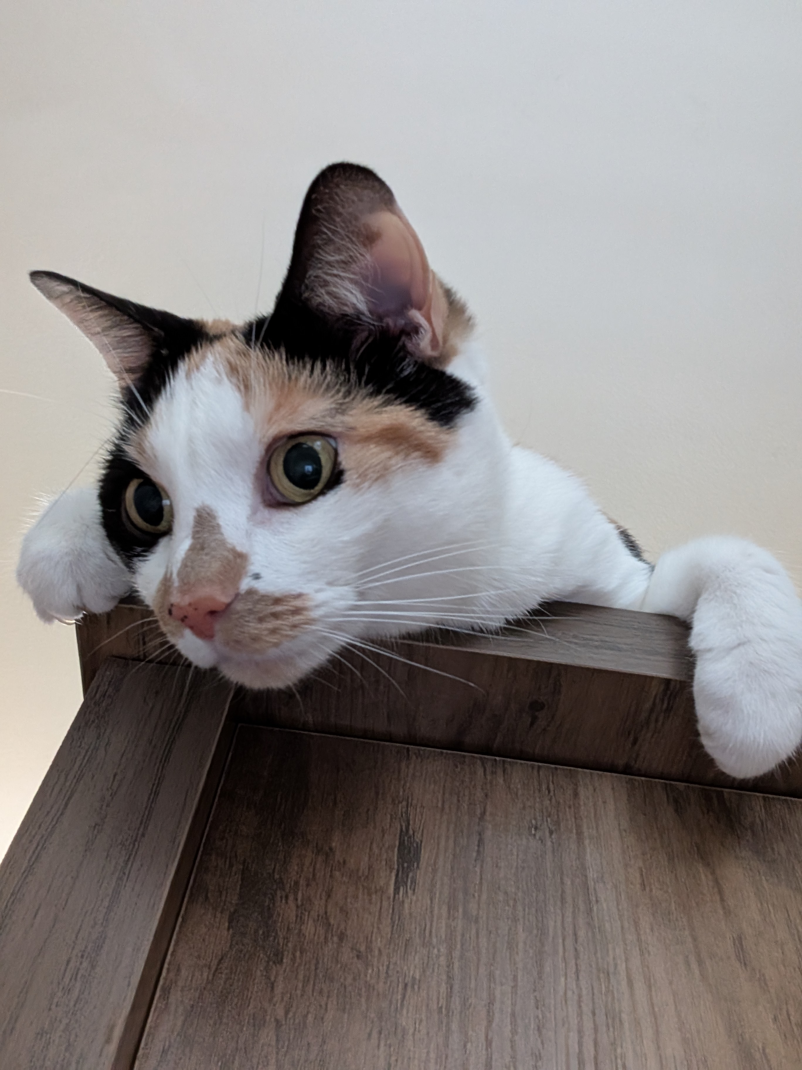 luna